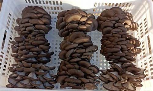 1亩平菇大棚1年的效益(种植蘑菇大棚一亩投资多少钱)_https://www.shshucaipeisong.com_北交所_第1张