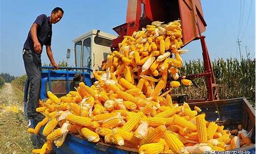 今天玉米最新收购价格(今天玉米最新收购价格行情)_https://www.shshucaipeisong.com_深交所_第1张