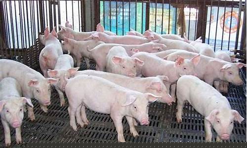 期货市场的生猪(期货市场买一手生猪要多少钱)_科创板_第1张_财经网 期货市场的生猪(期货市场买一手生猪要多少钱)_https://www.shshucaipeisong.com_科创板_第1张