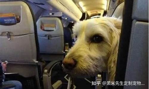 国内航班托运狗狗(国内航班托运狗狗怎么收费)_https://www.shshucaipeisong.com_科创板_第1张