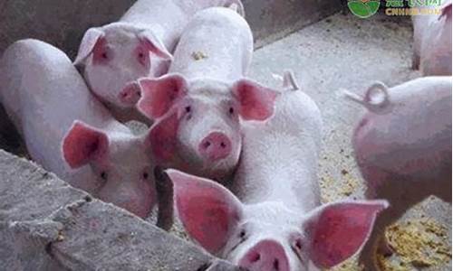 今日毛猪价多少钱一斤呢入肥猪(今日毛猪价是多少钱一斤)_https://www.shshucaipeisong.com_科创板_第1张