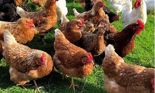 养鸡什么饲料最便宜(养鸡什么饲料最便宜好吃)_创业板_第1张_财经网 养鸡什么饲料最便宜(养鸡什么饲料最便宜好吃)_https://www.shshucaipeisong.com_创业板_第1张