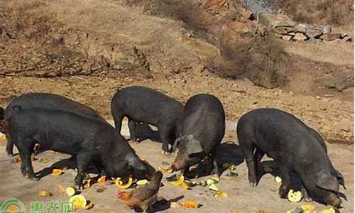 云南猪价格多少钱一公斤(云南省的猪价多少一斤)_深交所_第1张_财经网 云南猪价格多少钱一公斤(云南省的猪价多少一斤)_https://www.shshucaipeisong.com_深交所_第1张